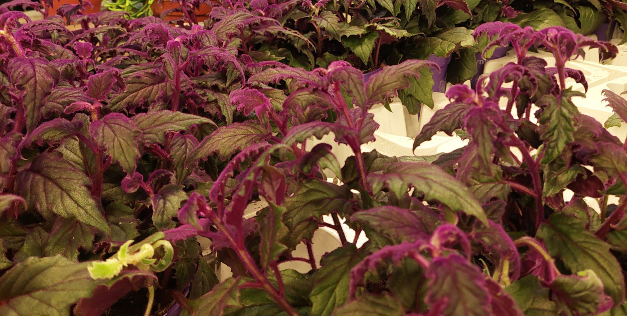 Festiwal Roślin w Gdańsku