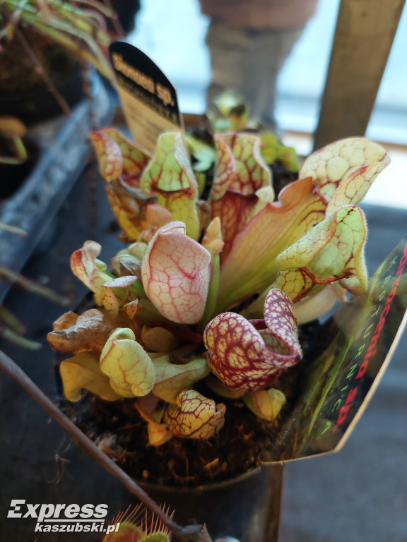 Festiwal Roślin w Gdańsku