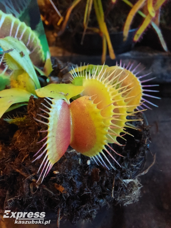 Festiwal Roślin w Gdańsku