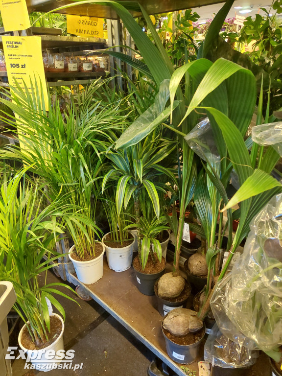 Festiwal Roślin w Gdańsku