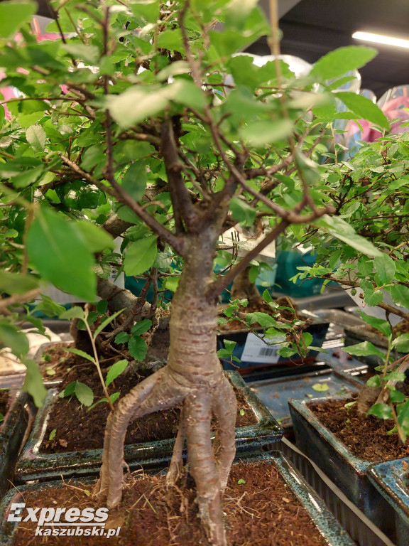 Festiwal Roślin w Gdańsku