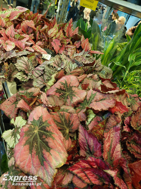 Festiwal Roślin w Gdańsku