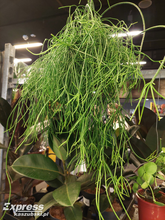 Festiwal Roślin w Gdańsku