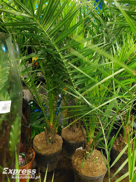 Festiwal Roślin w Gdańsku