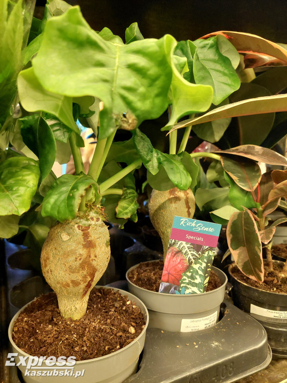 Festiwal Roślin w Gdańsku