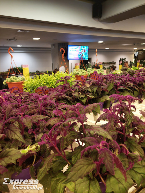 Festiwal Roślin w Gdańsku