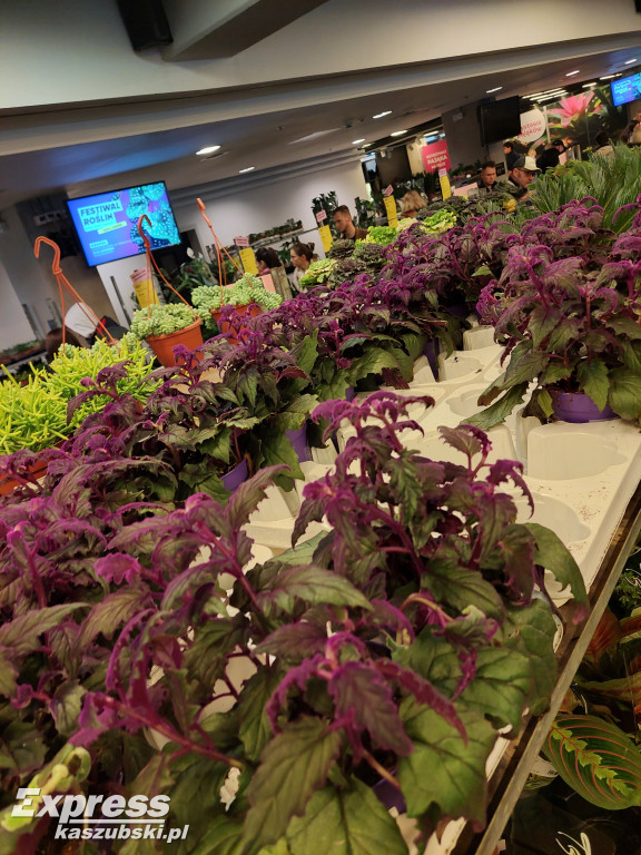 Festiwal Roślin w Gdańsku