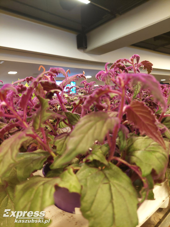 Festiwal Roślin w Gdańsku