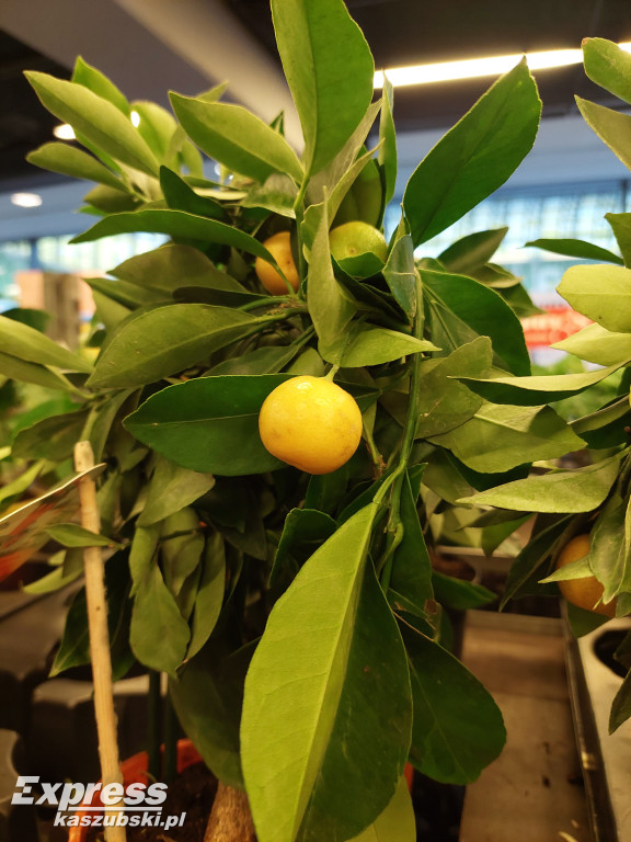 Festiwal Roślin w Gdańsku