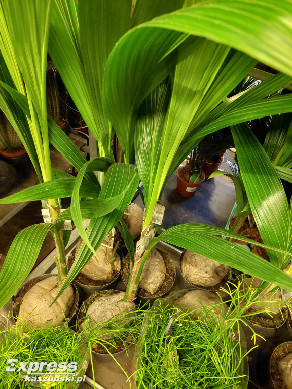 Festiwal Roślin w Gdańsku