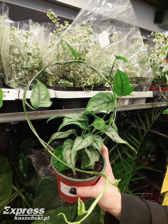 Festiwal Roślin w Gdańsku