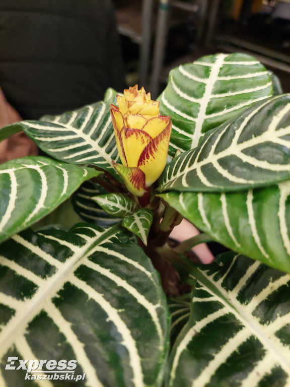 Festiwal Roślin w Gdańsku