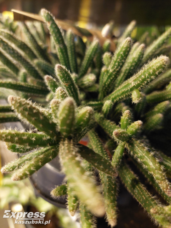 Festiwal Roślin w Gdańsku