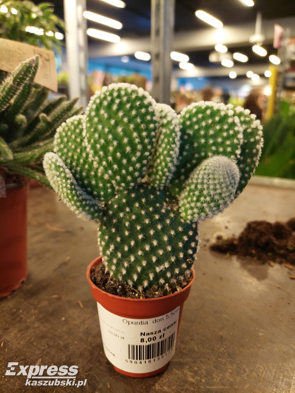 Festiwal Roślin w Gdańsku