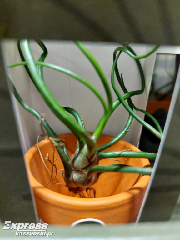 Festiwal Roślin w Gdańsku