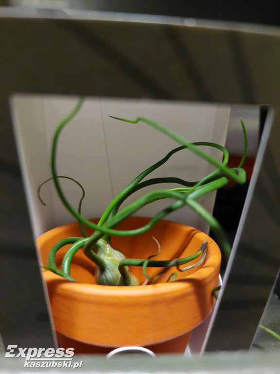 Festiwal Roślin w Gdańsku