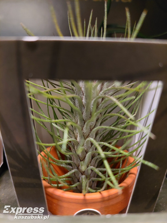 Festiwal Roślin w Gdańsku