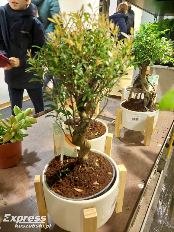 Festiwal Roślin w Gdańsku