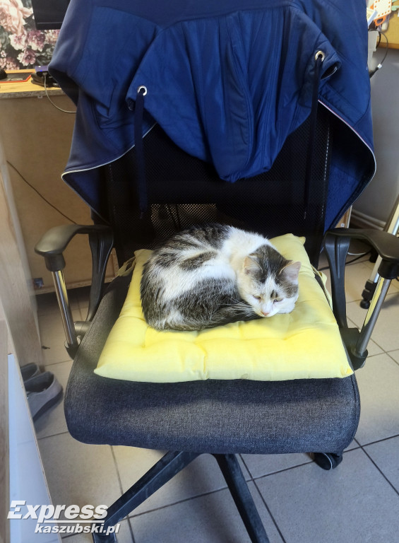 Kotka Stopka znaleziona w Kartuzach szuka domu