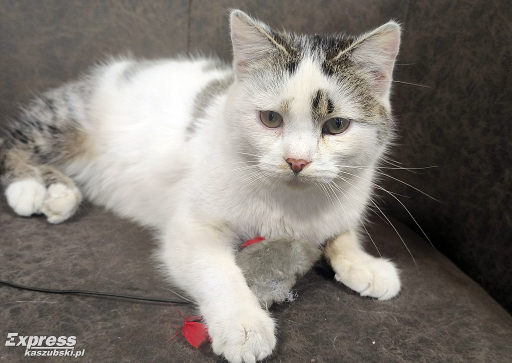 Kotka Stopka znaleziona w Kartuzach szuka domu