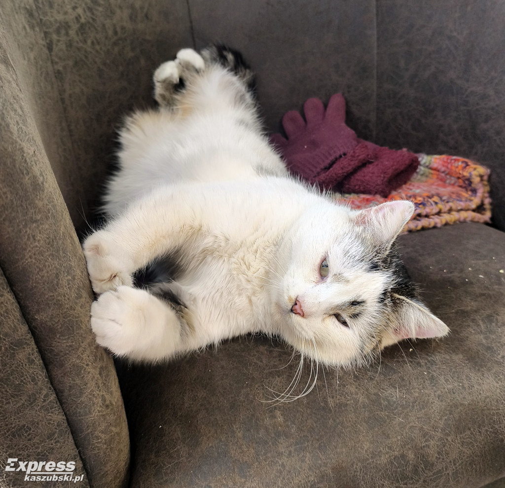 Kotka Stopka znaleziona w Kartuzach szuka domu