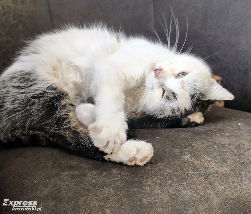 Kotka Stopka znaleziona w Kartuzach szuka domu