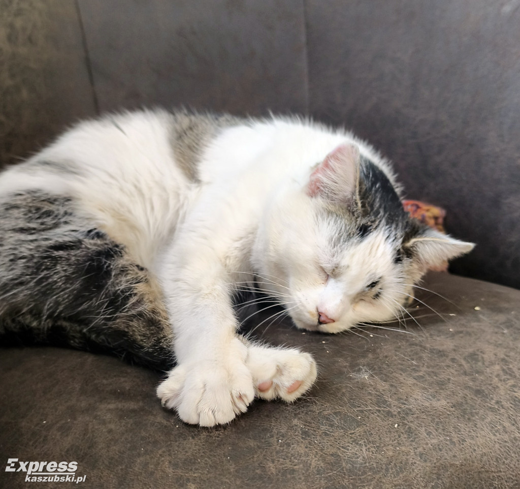 Kotka Stopka znaleziona w Kartuzach szuka domu