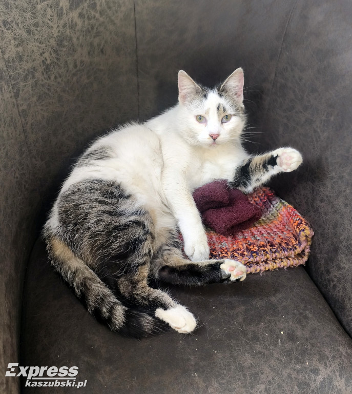 Kotka Stopka znaleziona w Kartuzach szuka domu