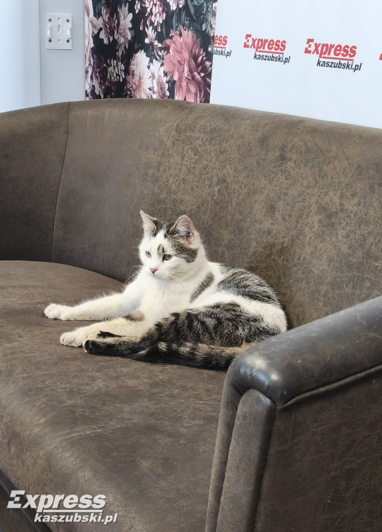 Kotka Stopka znaleziona w Kartuzach szuka domu