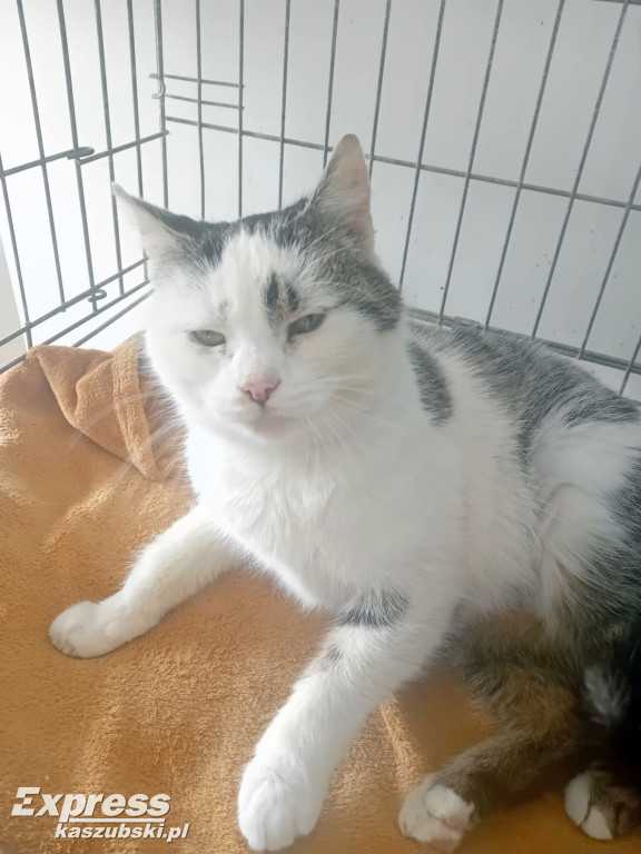 Kotka Stopka znaleziona w Kartuzach szuka domu