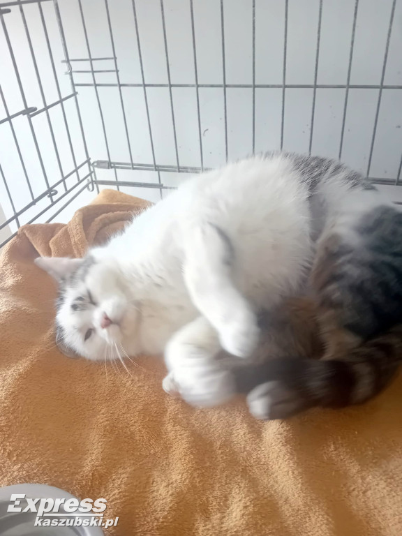 Kotka Stopka znaleziona w Kartuzach szuka domu