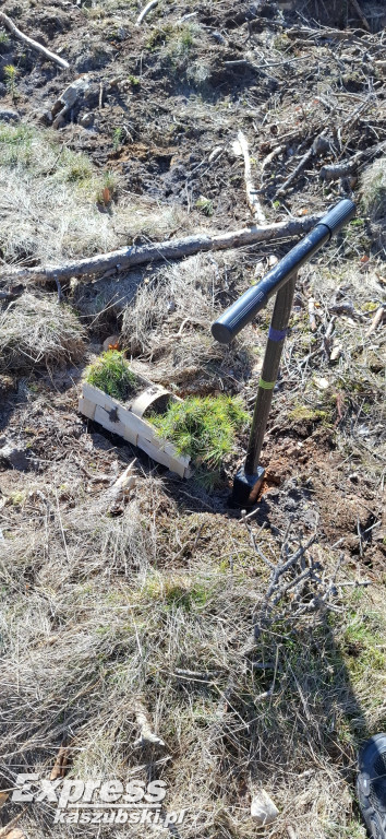 Wspólne sadzenie lasu w Bąckiej Hucie