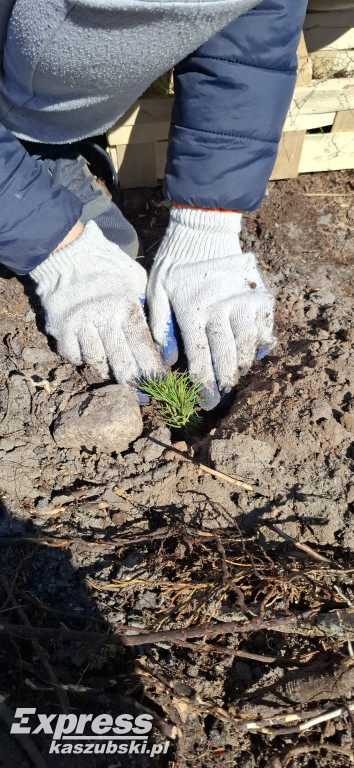 Wspólne sadzenie lasu w Bąckiej Hucie