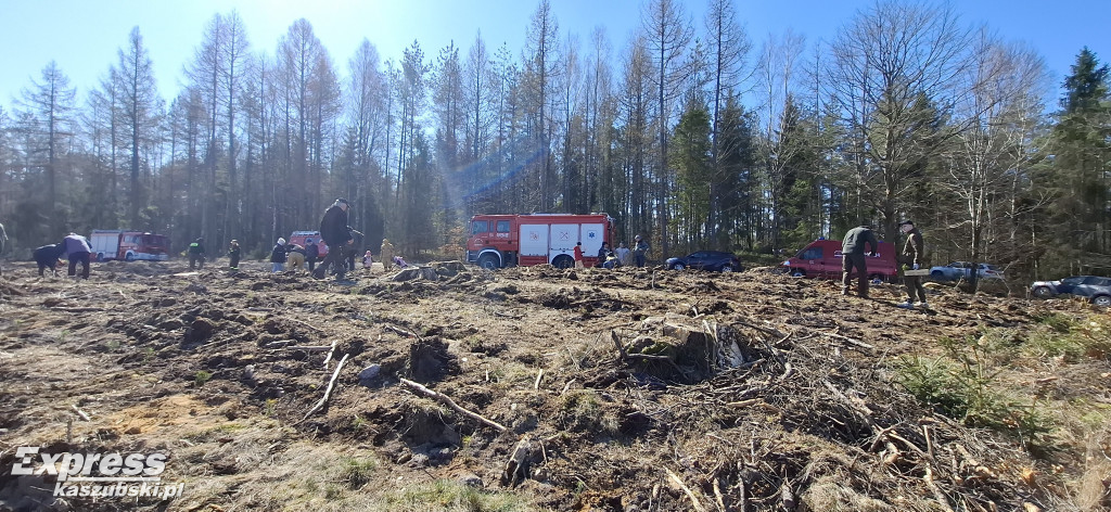 Wspólne sadzenie lasu w Bąckiej Hucie