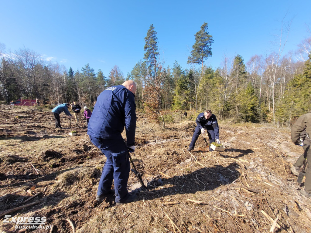 Wspólne sadzenie lasu w Bąckiej Hucie
