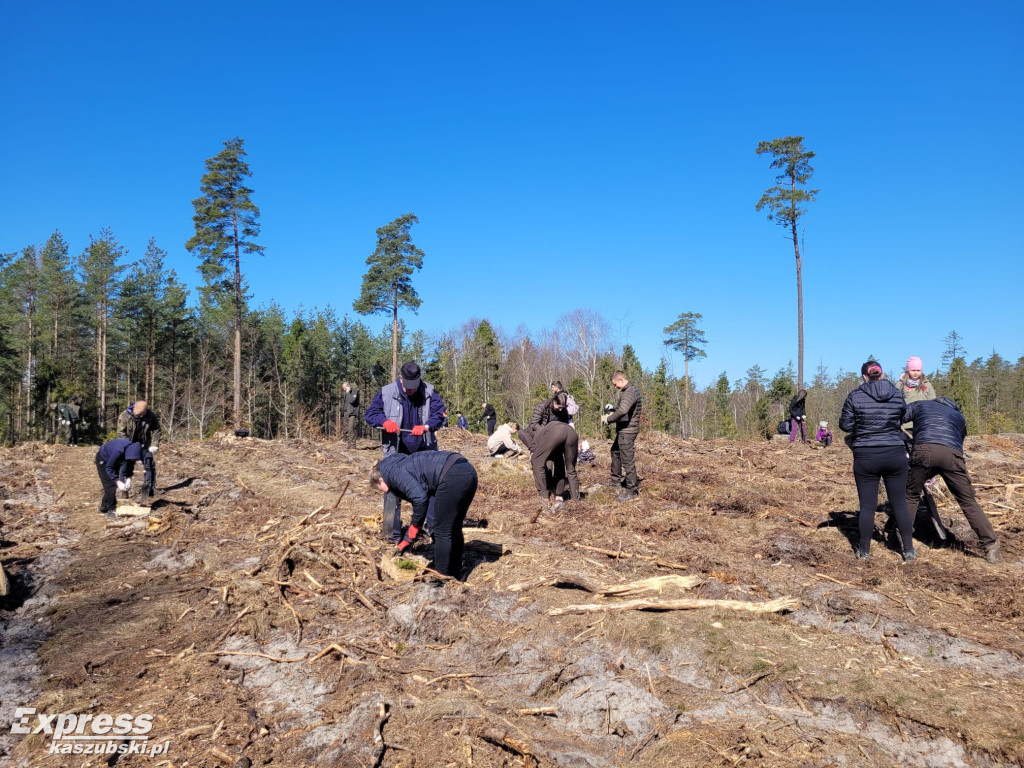 Wspólne sadzenie lasu w Bąckiej Hucie
