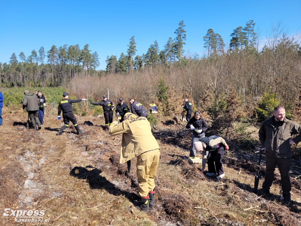 Wspólne sadzenie lasu w Bąckiej Hucie