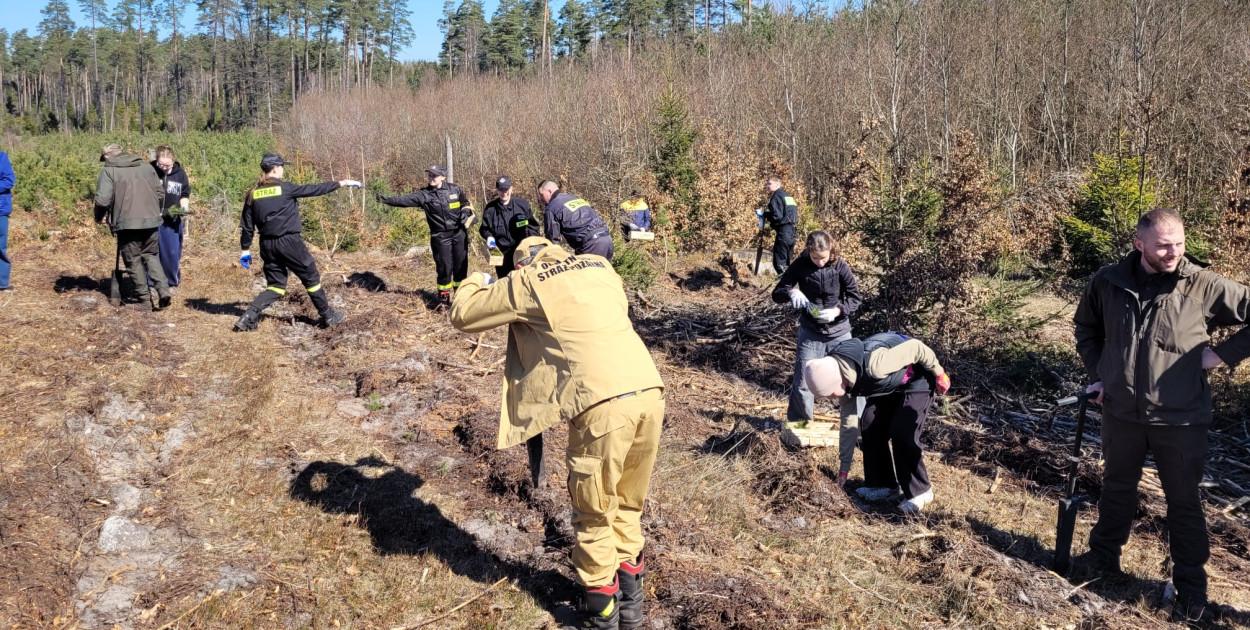 Wspólne sadzenie lasu w Bąckiej Hucie