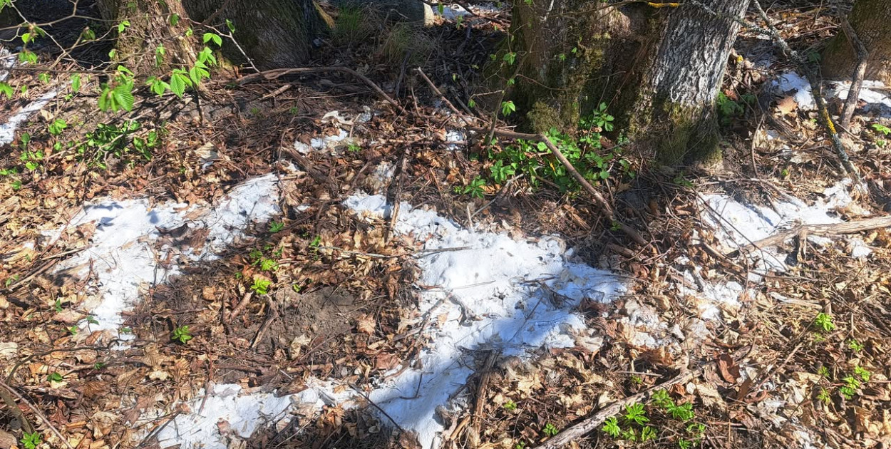 Przewóz. Ktoś wysypał sól pod 30 klonami