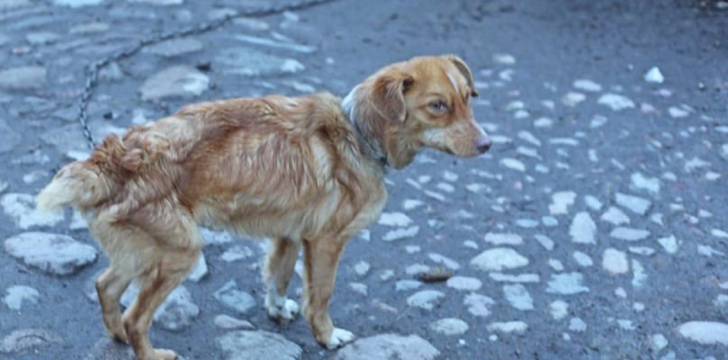 Szymbark. Animalsi odebrali wychudzone, poranione, chore psy. Sprawa trafi do prok