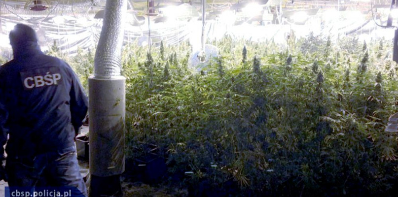 CBŚ zlikwidowało wielkie plantacje konopi indyjskich. Jedną w Gowidlinie