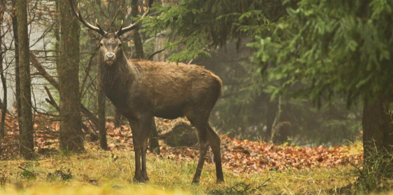 Policzyli sarny i jelenie w lasach Nadleśnictwa. Teraz sprawdzą, ile jest dzików