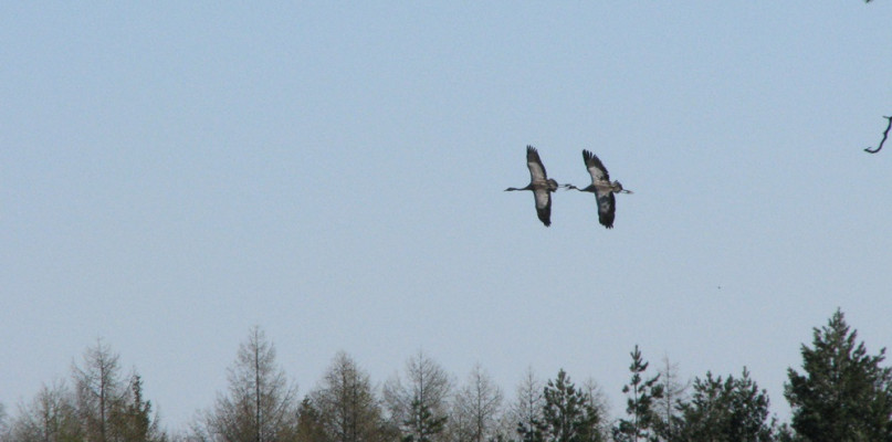 Choć jeszcze zimno, las budzi się do życia. Na Kaszubach są już zwiastuny wiosny