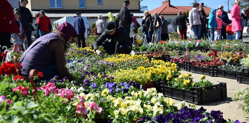 Sierakowice. Targowisko pokryło się setkami kwiatów i krzewów
