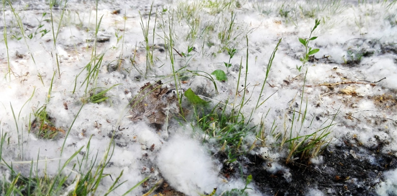 Na ulicach pełno białego puchu. To nasiona topoli ? drzewa darzonego niewielką sym