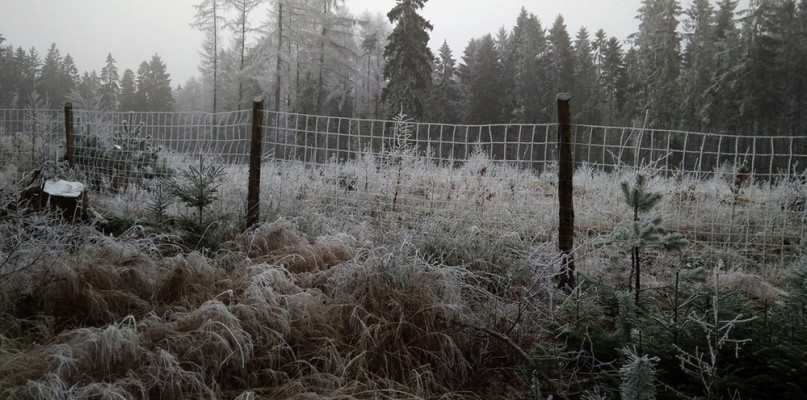 Dlaczego w lesie są płoty? Wszystko po to, by chronić leśne uprawy