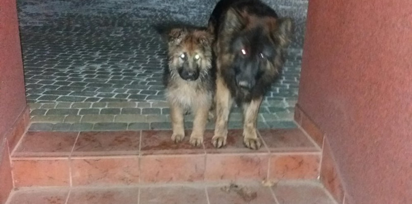 Goręczyno. Zaginęły dwa owczarki niemieckie - właściciele proszą o pomoc (aktualiz