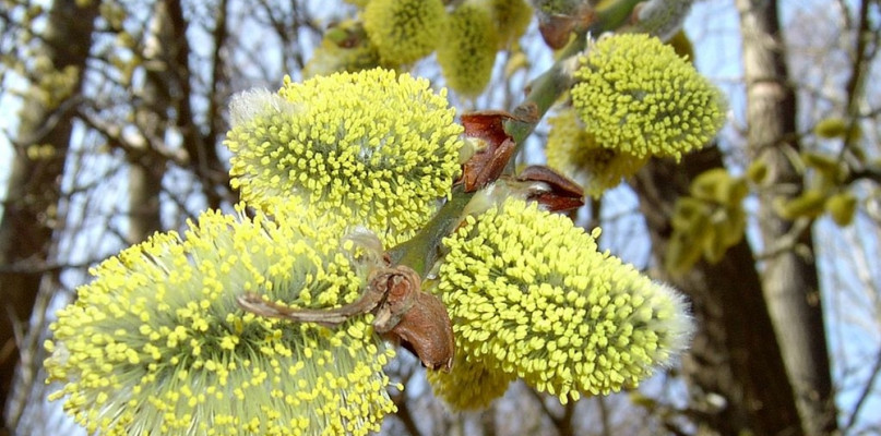 Wierzba ? jej gałązkami stroimy wielkanocne stoły. Kiedyś wierzono w jej magiczne 