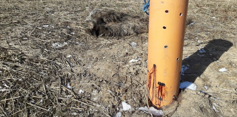 W szczątkach dzików ze Skrzeszewa nie stwierdzono ASF. Ale było groźnie