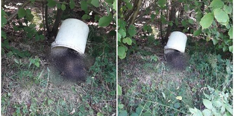 Prokowo. To nie martwe szczeniaki w wiaderku. Zagadka rozwiązana